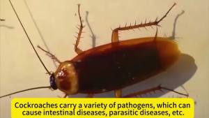 Cockroach repellent rate 99.99% Layee Cockroaches repellent Racun lipas Cockroaches killer No harm to pregnant women and babies Ubat lipas 蟑螂药