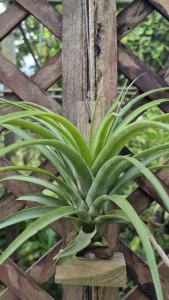 Tillandsia brachycaulos