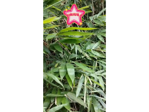 [HÀNG TƯƠI] Lá tre tươi - GIAO HÀNG ĐƯỢC MIỀN BẮC