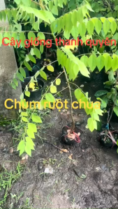 CÂY CHÙM RUỘT CHUACÂY CAO TRUNG BÌNH 40CM ĐẾN 60CM