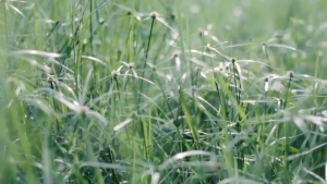 REAIM 4 Stroke Gasoline Lawn Mower 2 Stroke Gasoline Grass Cutter Trimmer Gasoline Machine  Portable Trimmer Professional Weeding Garden Tool Heavy Duty Lawn Mower