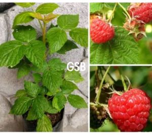 Bibit raspberry bibit arbei isi 2 bibit