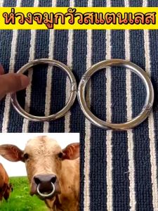 ห่วงจมูกวัว สแตนเลสแท้ 3 นิ้ว/3.5 นิ้ว ห่วงสำหรับใส่จมูกวัววัว เพื่อจมูกใสและกระบือ กระบือสำหรับผู้ชาย-ไม่เป็นสนิม