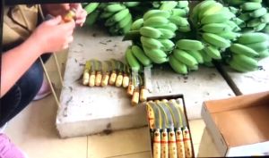 Dao liềm cắt chuối ra nải chuối cán gỗ chất liệu thép không gỉ siêu sắc bén và tiện lợi