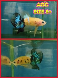 (Same as photo) AOC Betta Fish Size S+ Ikan Laga Show Gred