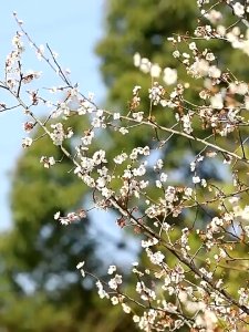LINNINI Kotak Penyimpanan Penutup Kayu Multifungsi Dengan Pegangan Box Organizer LipatOutdoor Piknik