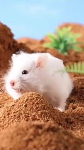 500 กรัม กากมะพร้าว กากมะพร้าวรองกรงหนู สำหรับให้น้องขุดเหมือนอยู่ตามธรรมชาติ