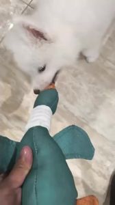 Dog Plush Doll Squeaky Toy Bite Resistant Puppy Teething Chew Toy Pet Companion Plaything Stress Relief Interactive Entertainmen