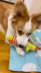 Đồ chơi nhồi bông kêu chút chít cho chó mèo thú cưng thân kẻ - Đen Ta pet shop