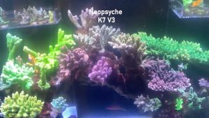 NOOPSYCHE K7 Pro III 145W APP Control WIFI Aquarium FULL SPECTRUM Coral LED Light Reef SUNRISE SUNSET 6 Channels
