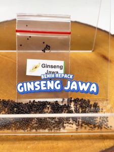 Benih Ginseng Jawa Unggulan Berkualitas biji bibit repack talinum paniculatum jamu obat herbal hydroponik hidroponik sayur sayuran ginseng tanaman pot