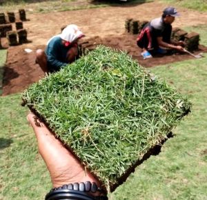 MURAH!! 1 LEMPENG RUMPUT PEKING SEGAR terlaris