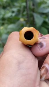 Pipa gading lokal lawas as tengah