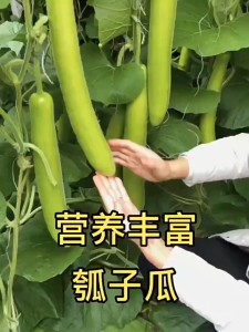 50seeds/pack Patola Smooth Seeds - smooth patola seeds Vegetable Seeds-A650