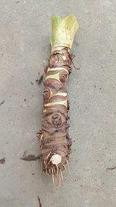 cây bạc hà núi cao 40cm trồng kiểng