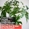 Rhaphidophora Tetrasperma / Tanaman Rhapidopora Tetra Sperma / Monstera Minima. 