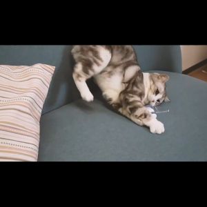 Luka😊พร้อมส่ง💯 ของเล่นแมว หนูวิ่งอัตโนมัติ หนูของเล่น ตุ๊กตาหนู แมวชอบ แมวเพลิน ของเล่นที่แมวชอบ