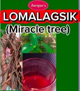 Jacques LOMALAGSIK (CINAMON TREE) LEGIT AUTHENTIC Miracle tree root leaves and red liquid extract Health Food Supplement Well Being Herbs Traditional Medicine