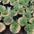 Tanaman Herbal  Rempah Timi atau Thyme. 