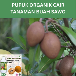 Pupuk Buah Sawo 500 ML /Pupuk Booster Sawo Cepat Berbuah Lebat/Pupuk Cair Sawo