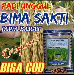 Benih padi UNGGUL BIMA SAKIT ORIGINAL kemasan (5kg)