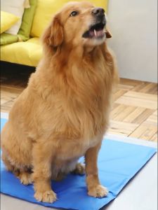 เบาโน้ม เบาโน้ม เบาไซมันเย็น เนอร์ไซส์ เพื่อผ่านเจ้าของนอน เพื่อผ่านผลิตภัณฑ์ของชื่อชิด เนอร์ไซส์ PVC ที่นอนสัตว์เลี้ยง, เติมเต็มช่องที่นอน, ที่นอนสูง ที่นอนหมา Pet Cool Mat