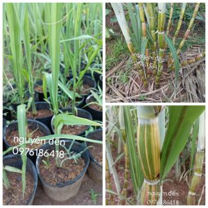 mía chậu giống hawai