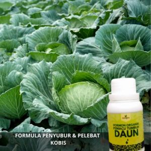 Pupuk Pembesar Buah Kubis / Pupuk Penyubur Tanaman Kubis / Pupuk Daun Untuk Tanaman Kubis Cair