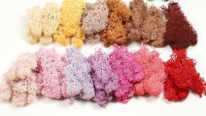 Rêu Tuần Lộc (10gr) nhiều màu sắc trang trí tiểu cảnh handmade hoa khô