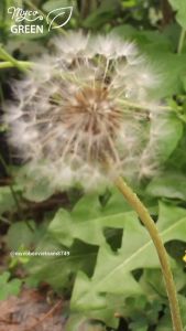 MycoGREEN Trà Thảo Mộc Bồ Công Anh PP trồng Hữu Cơ