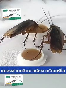 💥ซื้อ2 แถม1💥ยาฆ่าแมลงสาบ 10ชิ้น/กล่อง กำจัดแมลงสาบ ที่กำจัดแมงสาบ ยากำจัดแมลงสาบ ไล่แมลงสาบ ที่ดักแมลงสาบ การเสียชีวิตจากการติดเชื้อ ผลยาวนาน ไล่แมลงสาบ ฆ่าแมลงสาบ แมลงสาบ กำจัด เหยื่อกำจัดแมลงสาบ เจลกำจัดแมลงสาบ cockroaches killer