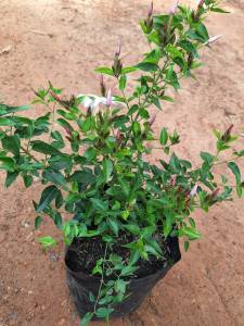 ต้นมะลุลี/สีชมพู/ดอกกลิ่นหอมติดดอกดกทั้งปี