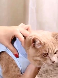 Cat Recovery Suit Weaning Suit Pet Shirt Jumpsuit Sterilization Cat Puppy Neutering Suit Anti-licking Pet Licking After Recovery Suit
