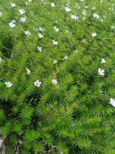 Bacopa myriophylloides tanaman aquascape per 35 batang