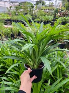 ต้นใบเตยหอม ปลูกไว้ในบ้านแล้วดี หยิบใช้สะดวก ส่งพร้อมกระถาง