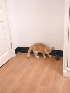 3 Colors Mouse Cat Toy Wireless Remote Control Pet Interactive Pluch Mouse RC Electronic Rat Mice Toy For Kitten Cat