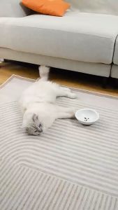 Automatic Pet Camera Feeder Cat Feeder Dog Feeder Pet Feeder Pet Bowl Water Dispenser Bekas Makanan Kucing