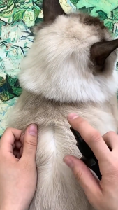 LOCAL DELIVERY- 100ML PET FLEA AND TICK SPRAY SKIN ANTIBACTERIAL LIQUID