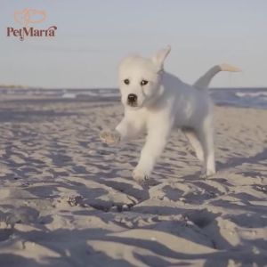 130g PetMarra Chunks Milk Puppy Wet Food Pouch Milky Lamb Milky Chicken Liver Milky Beef Wet Pouch