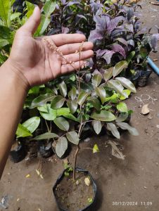 Bibit Kelengkeng Merah Ruby longan asli Kondisi Berbunga