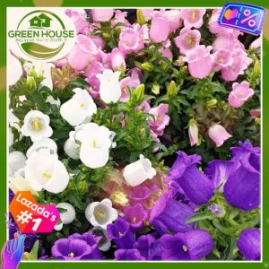 Green House® - Campanula Bell Flower Seeds Mix for Planting (20 Seeds) incl. Plant Instructions