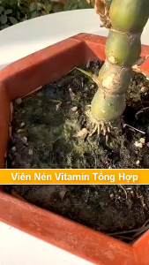 phân bón hữu cơ tan chậm trên 30 ngày kích rễ tăng diệp lục lá to hoa trổ đầy đặn