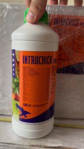 INTROCHICK ORAL (Vitamin tổng hợp nhập khẩu Hà Lan)