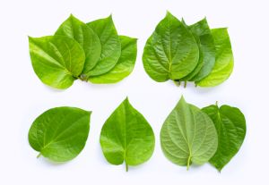 Jual Daun Sirih Hijau Segar 100=Lembar/Petikan Dadakan Saat Order