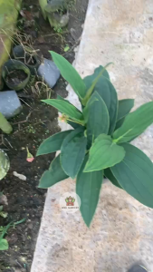 Cây Hòn Ngọc Viễn Đông - Sắp hoa hoặc đang hoa - Kiểng lá sang trọng!