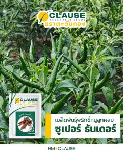 ตราตะวันทอง พริกขี้หนู สายพันธุ์ลูกผสม ซูเปอร์ ธันเดอร์ (HOT PEPPER Super Thunder F1)