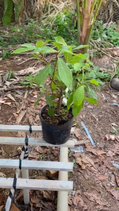 Cây Sung Siêu Trái - Tổng thể tầm 30-40 cm - Mau cho quả và siêu quả!