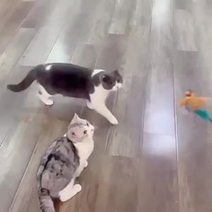 1pc Bird Design Pet Plush Squeaky Toy Chew Durable Cat Toy For Cat And Dog Interactive Supply