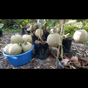 BENIH MELON HIDRIDA DAGING WARNA JINGGA RIO F1 ISI 40 BUTIR BENIH CAP MUTIARA BUMI