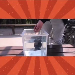 Car Snail Horn 12V 48V 60V 510Hz Electric Air Horn Motorcycle Scooter Truck E-Bike Waterproof Snail Horn Super Sound